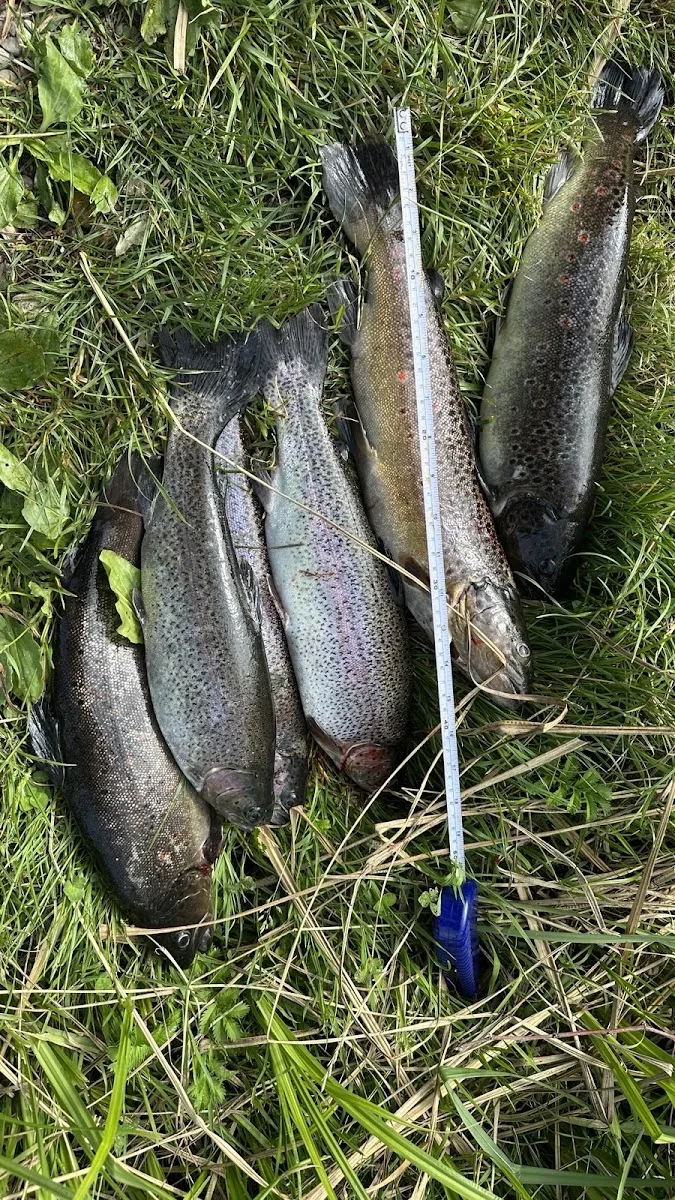 Fischgut Waldheim Angelweiher – Besucherfoto von ayden opadre in Bergkirchen, Bayern
