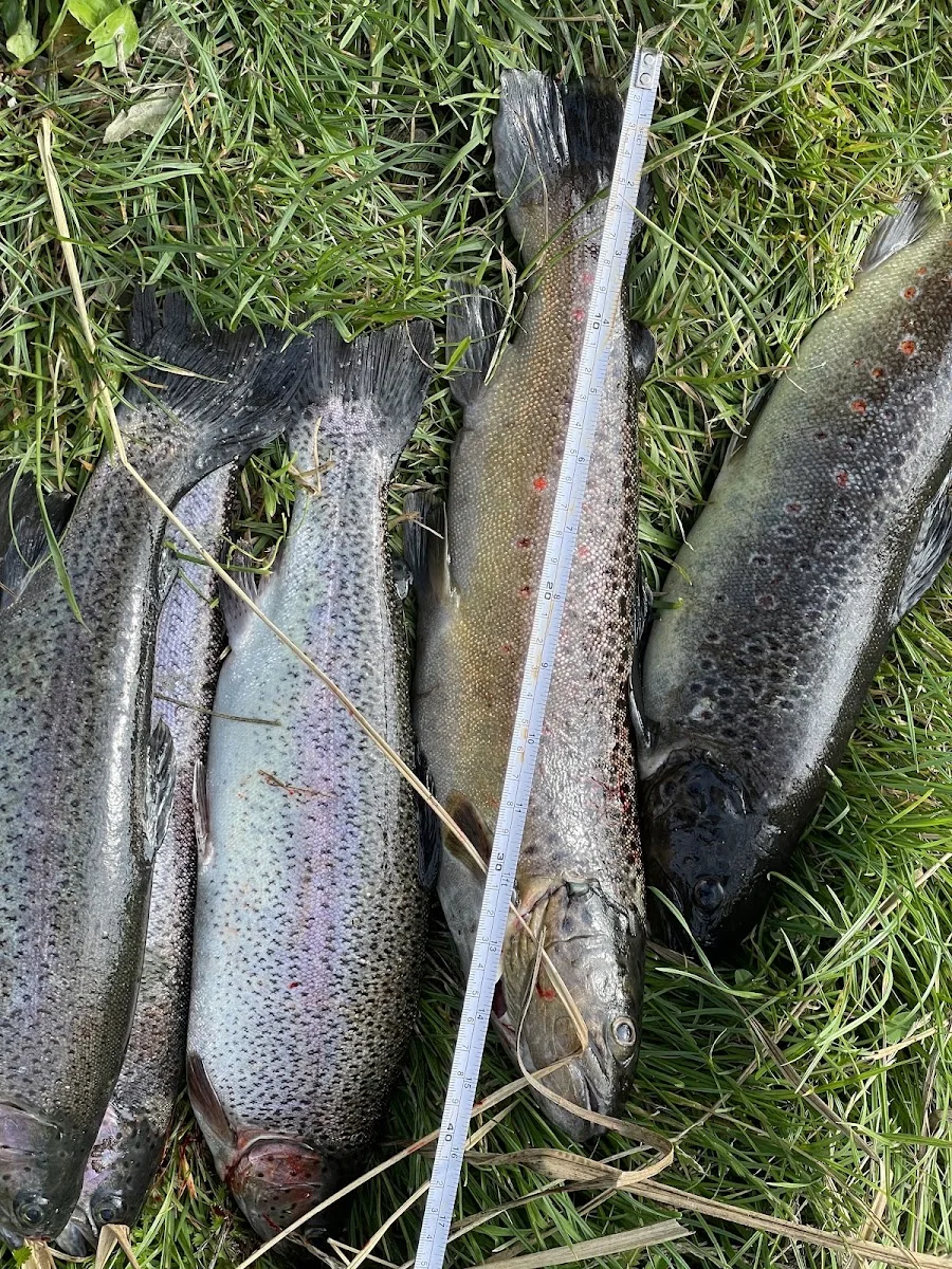 Fischgut Waldheim Angelweiher – Besucherfoto von ayden opadre in Bergkirchen, Bayern