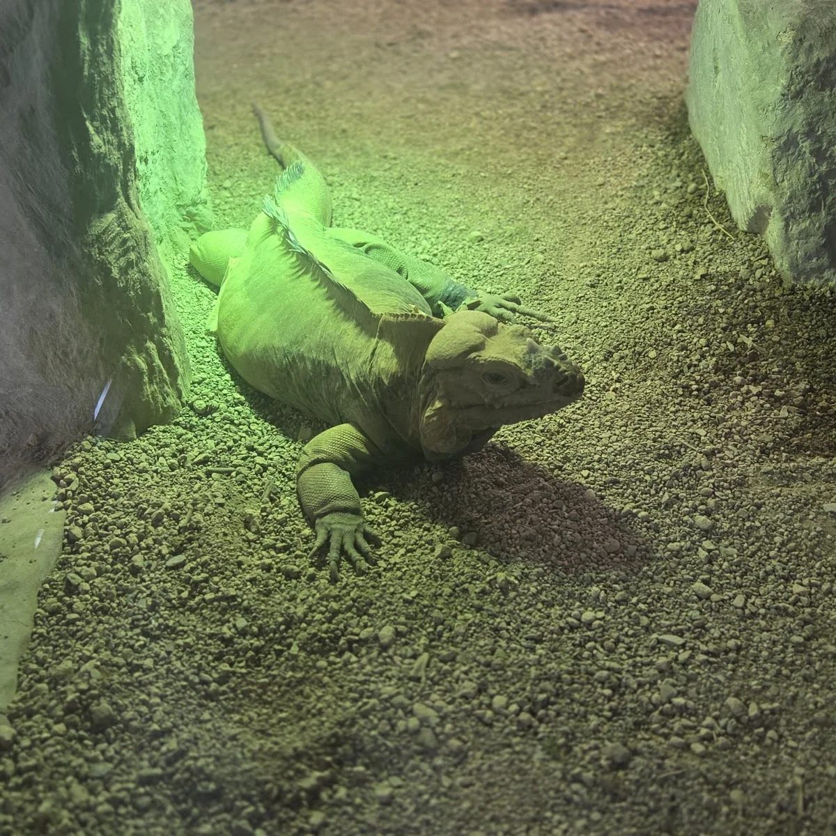 Kölner Zoo – Sehenswürdigkeit in Köln, Nordrhein-Westfalen