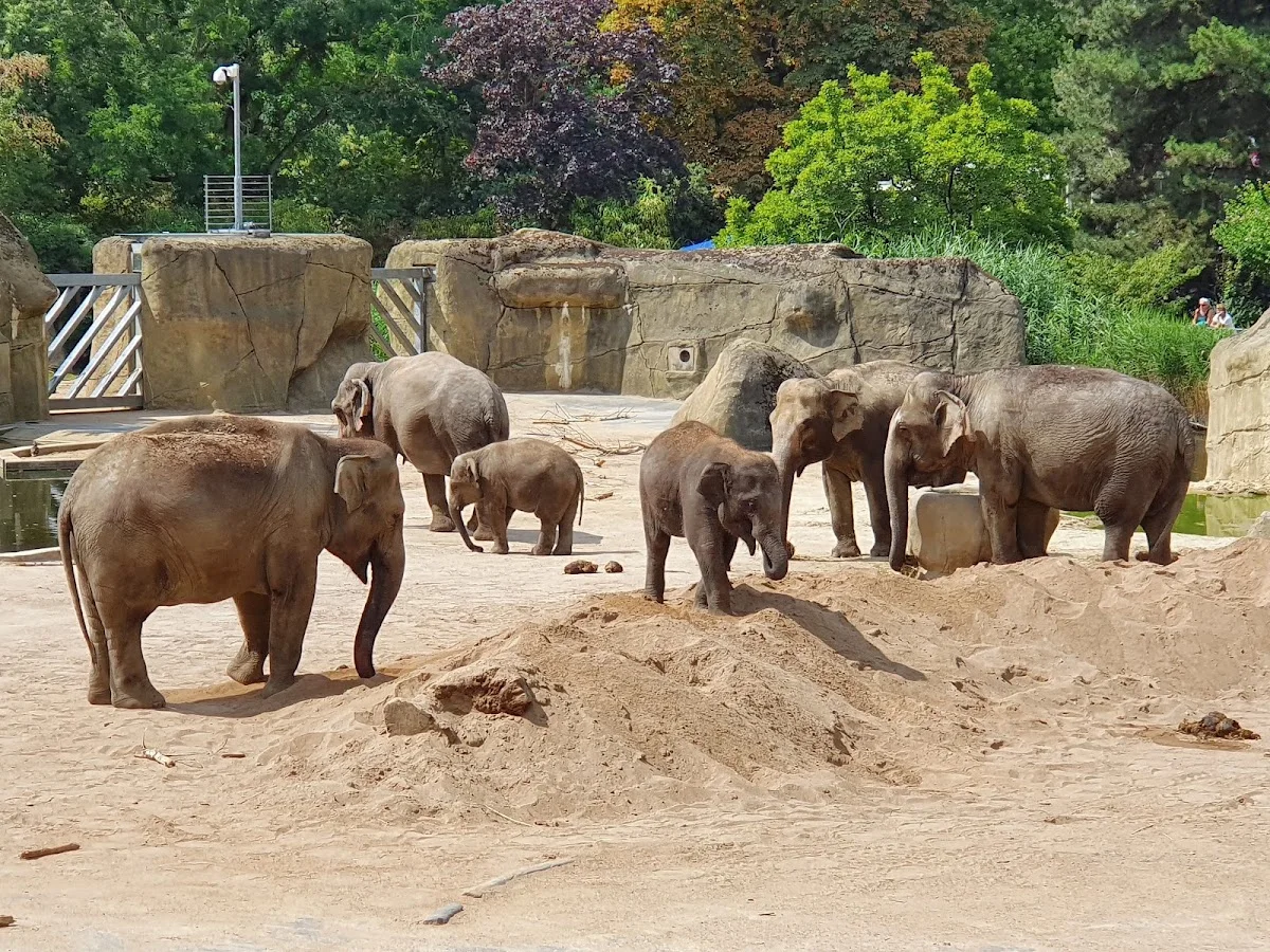 Kölner Zoo – Elefantenpark in Köln, Nordrhein-Westfalen