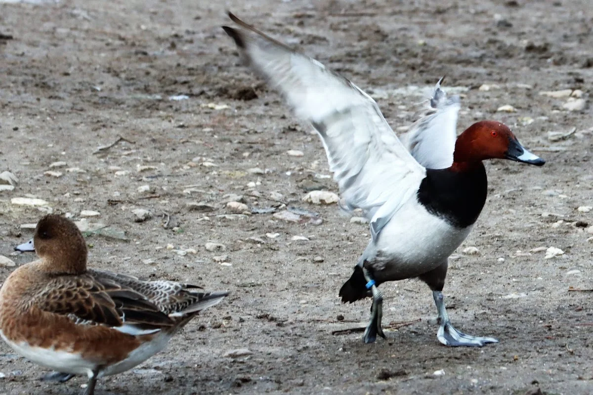Kölner Zoo – Vögel in Köln, Nordrhein-Westfalen