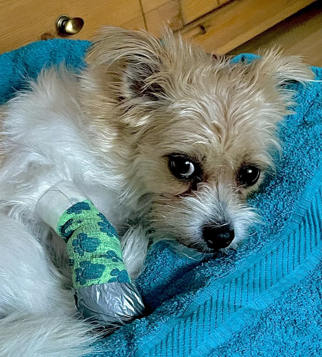 felmo Mobiler Tierarzt Berlin – Besucherfoto von Brigitte Bauermeister in Berlin