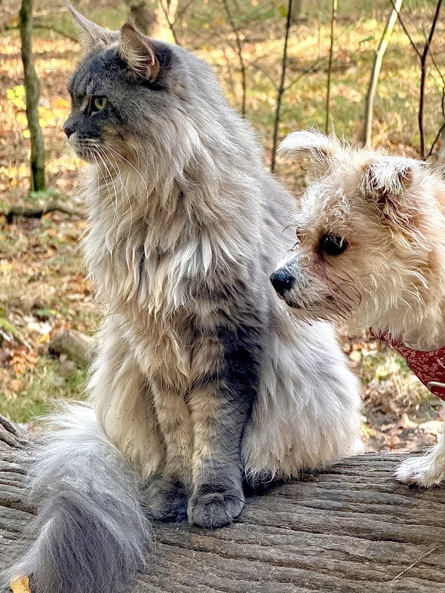 felmo Mobiler Tierarzt Berlin – Besucherfoto von Brigitte Bauermeister in Berlin