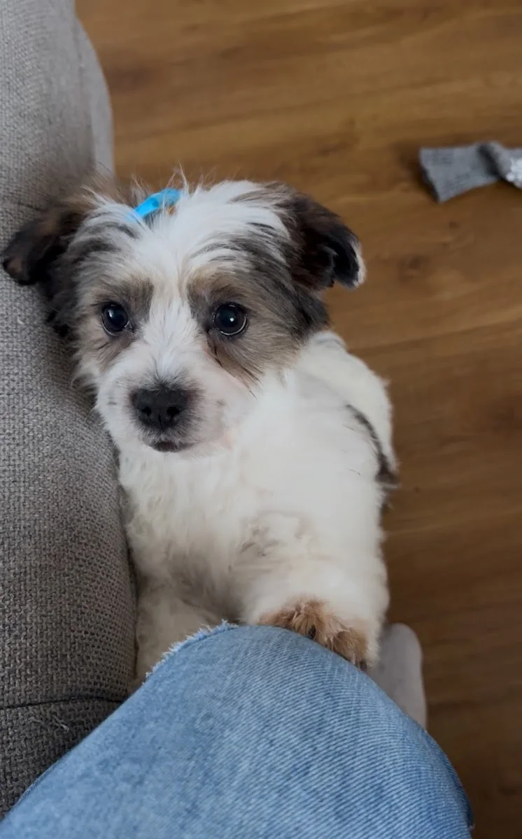 Hundefriseur Schlappohr Germering – Besucherfoto: Aalenafelicia in Germering, Bayern