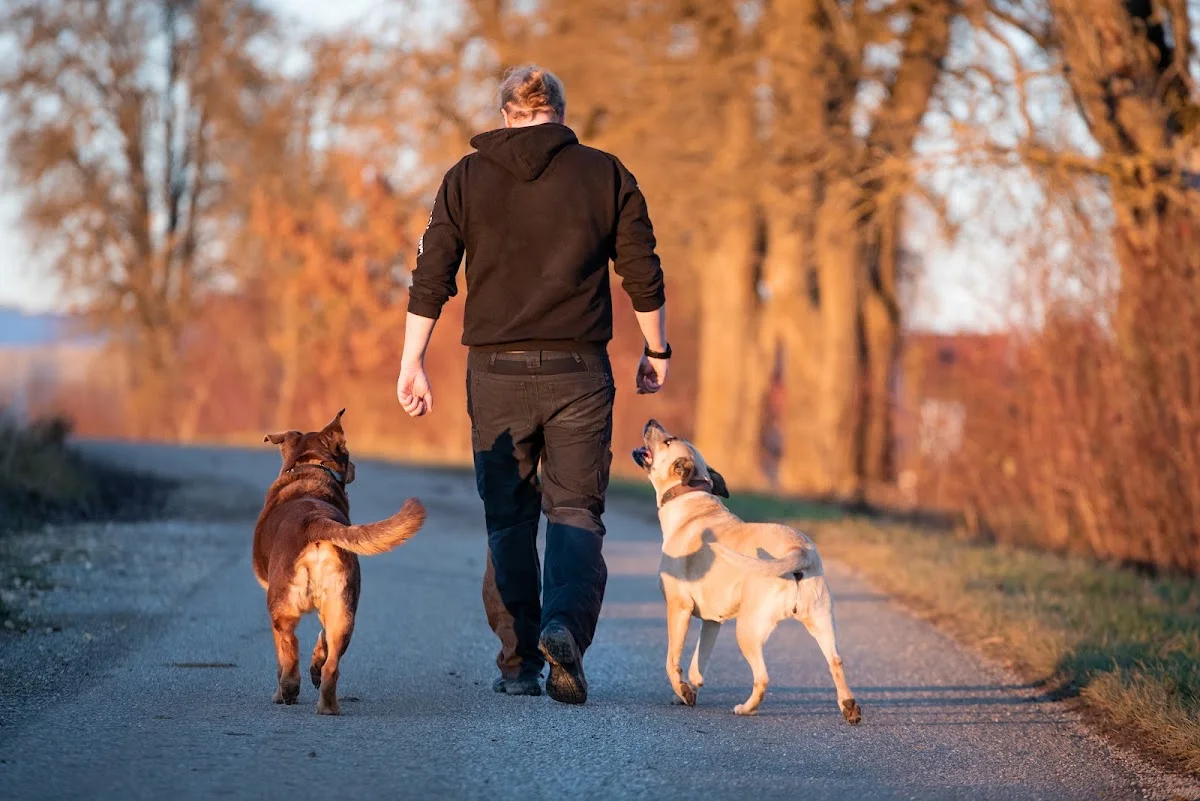Die Wolfswerkstatt - Tierverhaltenstherapie – Profilfoto in Göggingen, Baden-Württemberg
