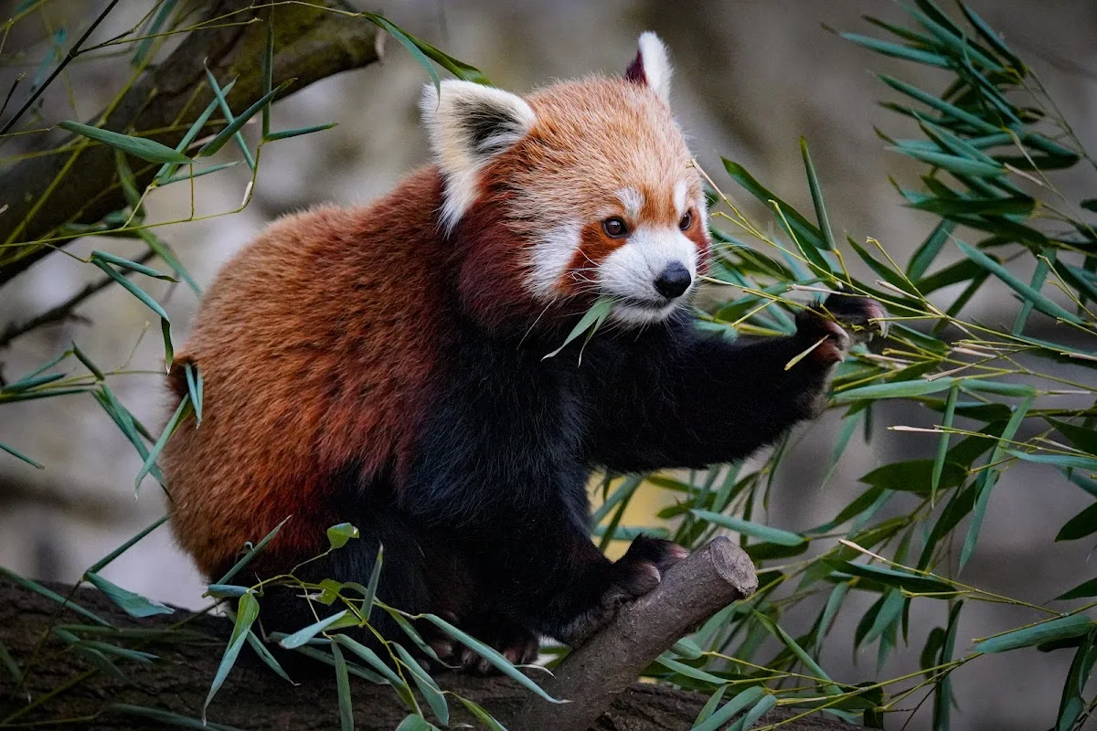 Tierpark Berlin – Roter Panda in Berlin