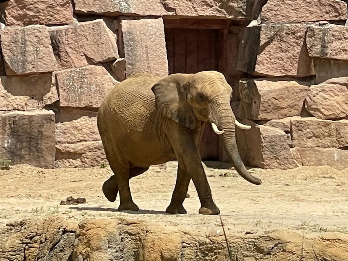 Tierpark Berlin – Elefanten in Berlin