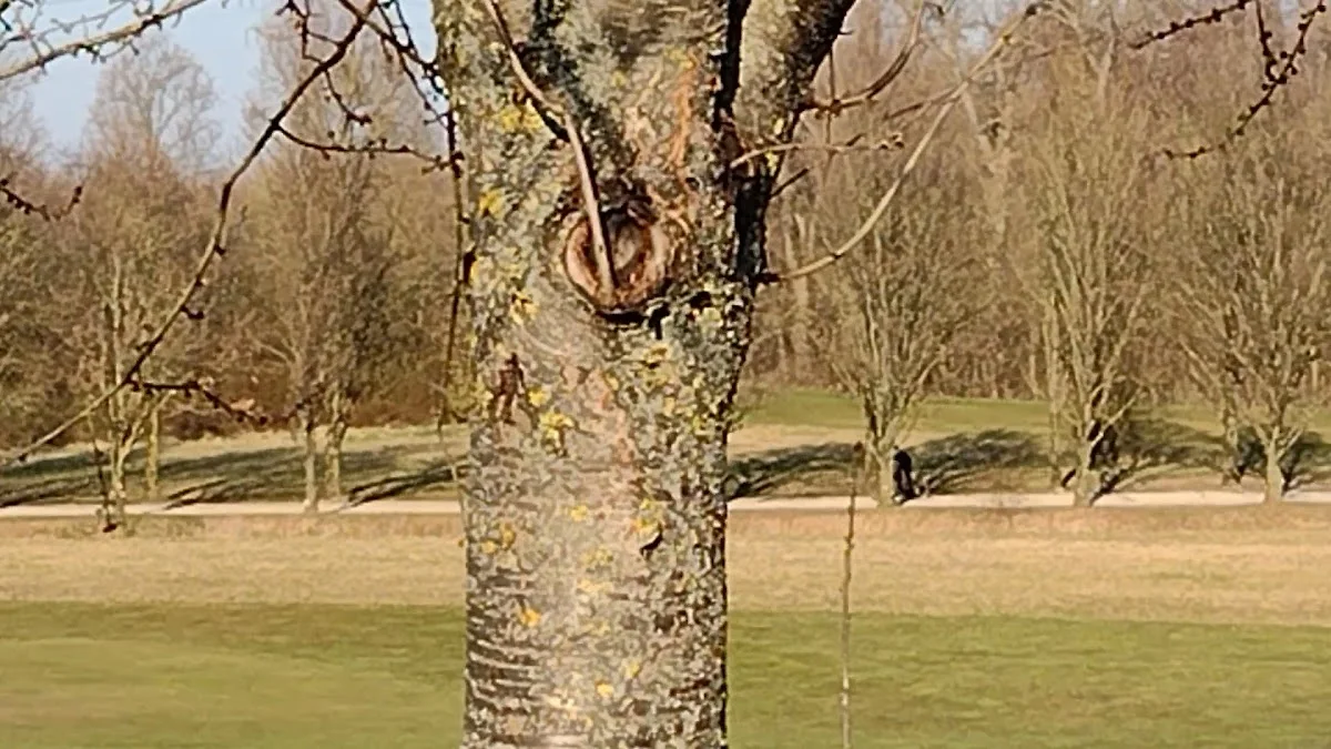 Golfclub Schloss Monrepos – Landschaft in Ludwigsburg, Baden-Württemberg
