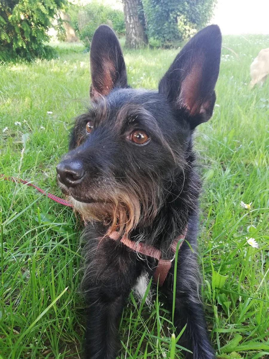 Tierheim Troisdorf – Hund in Troisdorf, Nordrhein-Westfalen