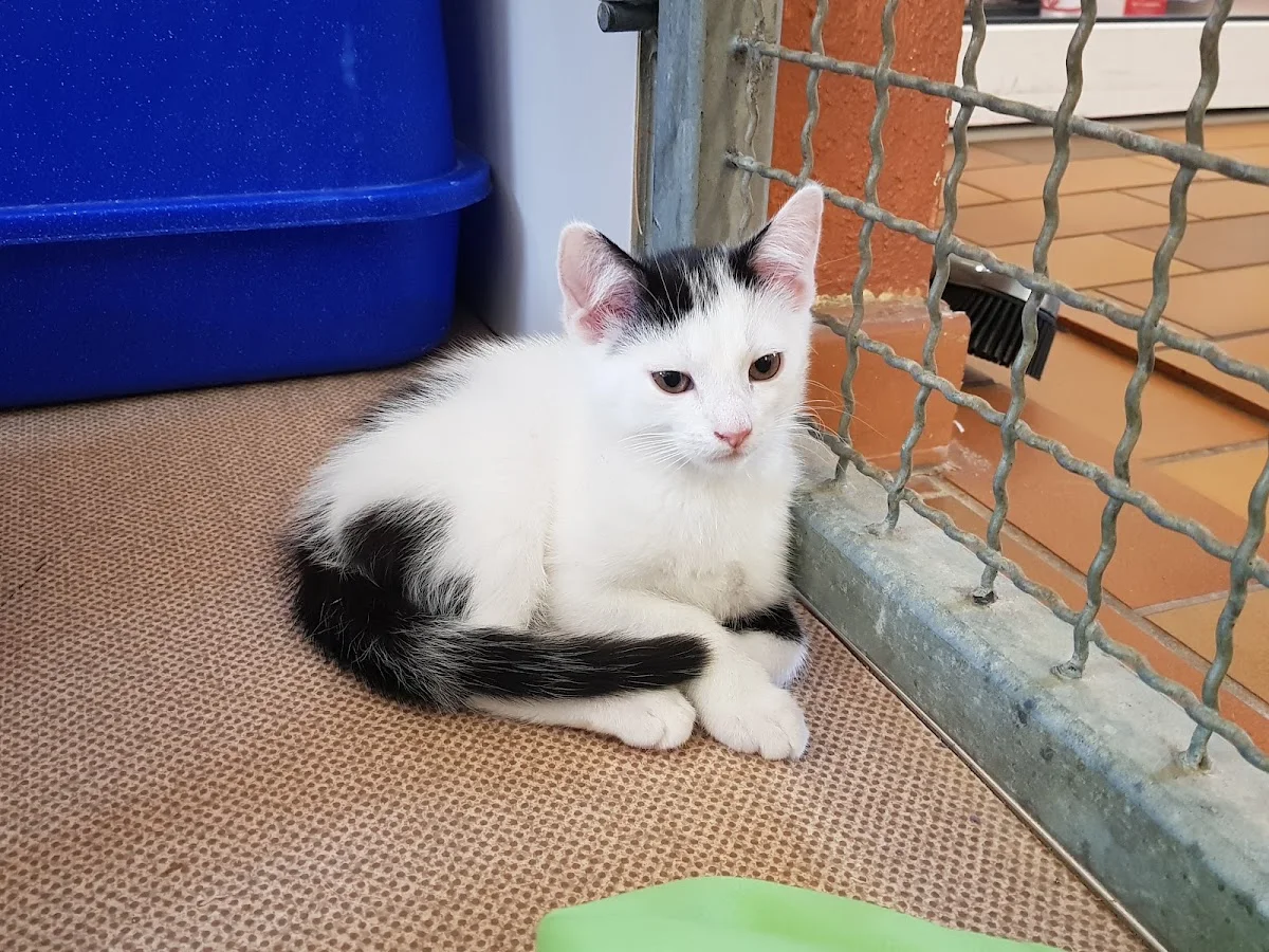Tierheim Troisdorf – Hauskatze in Troisdorf, Nordrhein-Westfalen