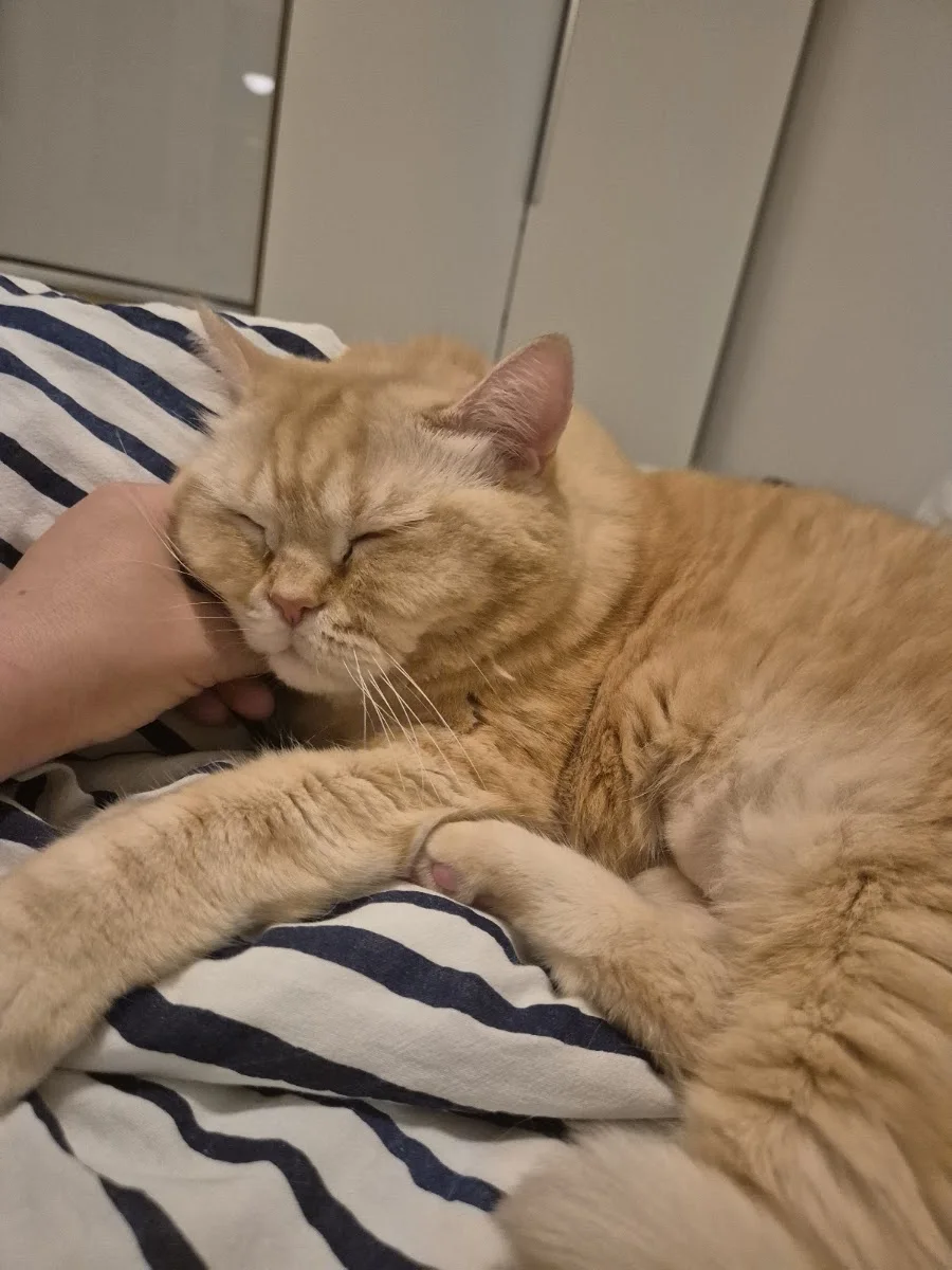 Tierklinik Oberhaching – Tierklinik in Oberhaching, Bayern