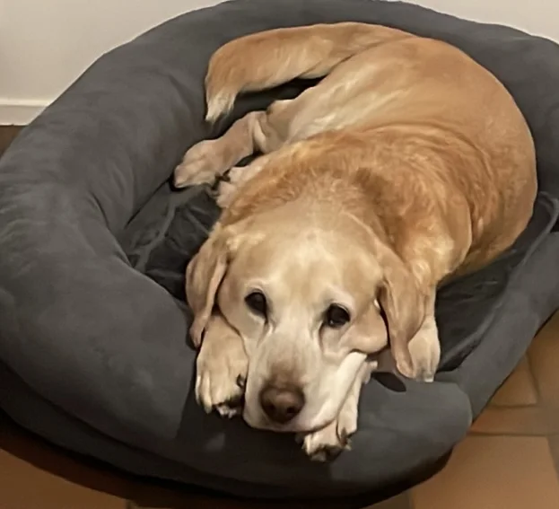 Tierklinik Oberhaching – Hund in Oberhaching, Bayern