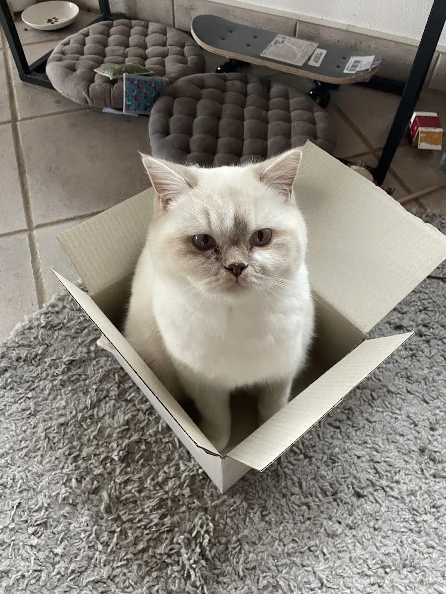 Tierklinik Oberhaching – Hauskatze in Oberhaching, Bayern