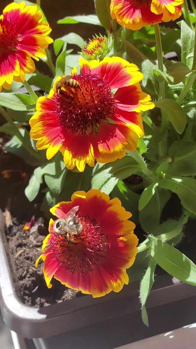 Kitzinger Blumen und Pflanzen – Gartencenter in Rodenbach, Hessen