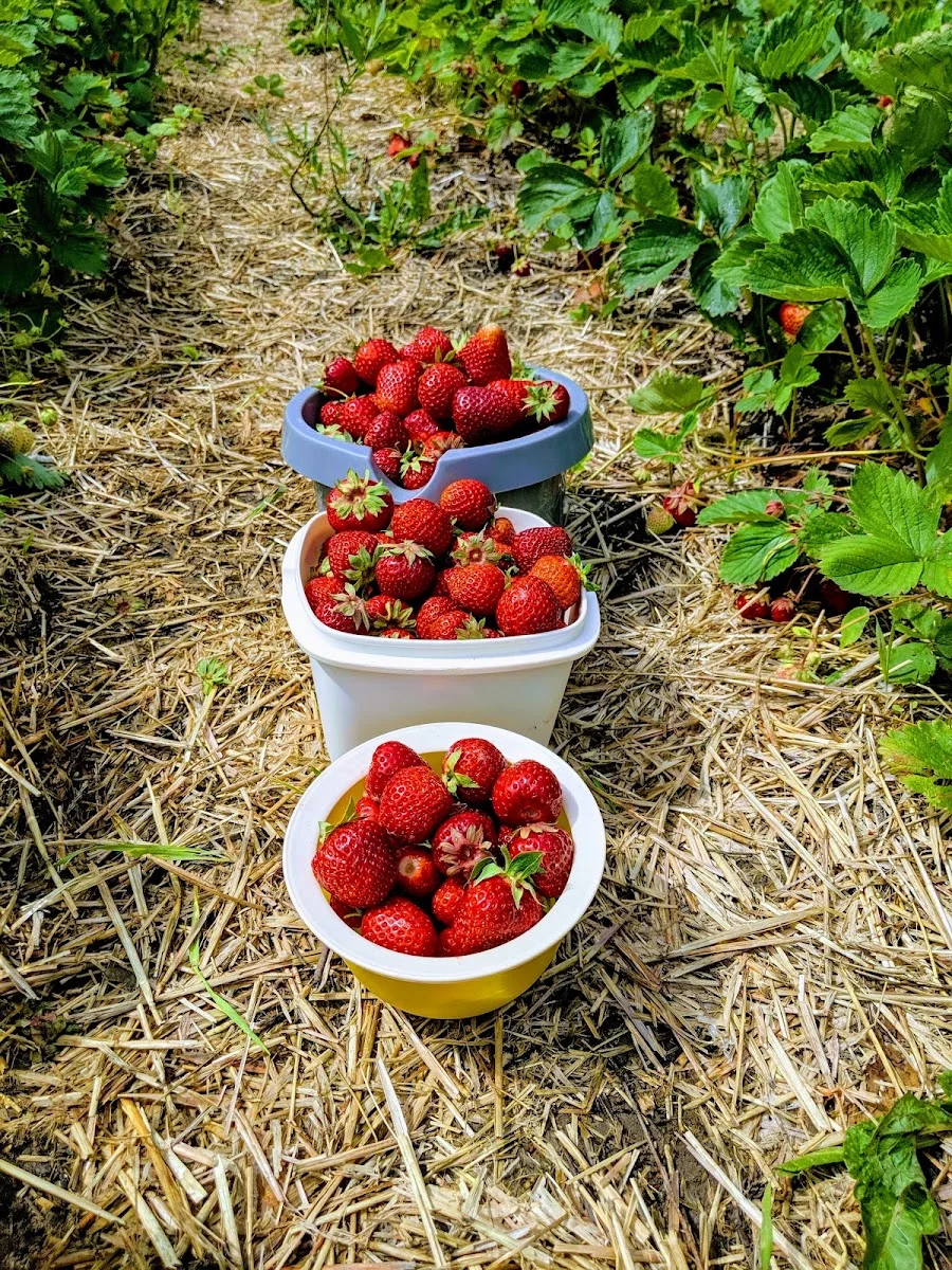 Obst-Paradies - Familie Kleinwort – Garten in Wedel, Schleswig-Holstein
