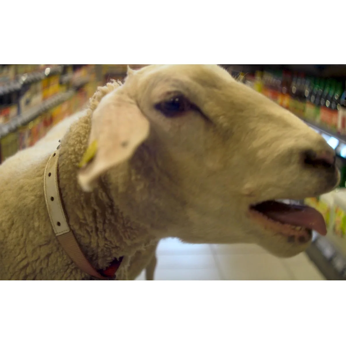 Prechtl Bad Aibling – Supermarkt in Bad Aibling, Bayern
