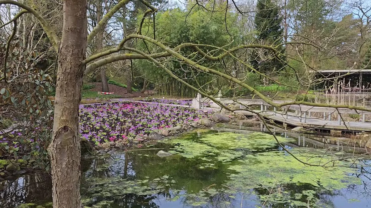 Botanischer Garten der Universität Hamburg - Loki-Schmidt-Garten – Sehenswürdigkeit in Hamburg