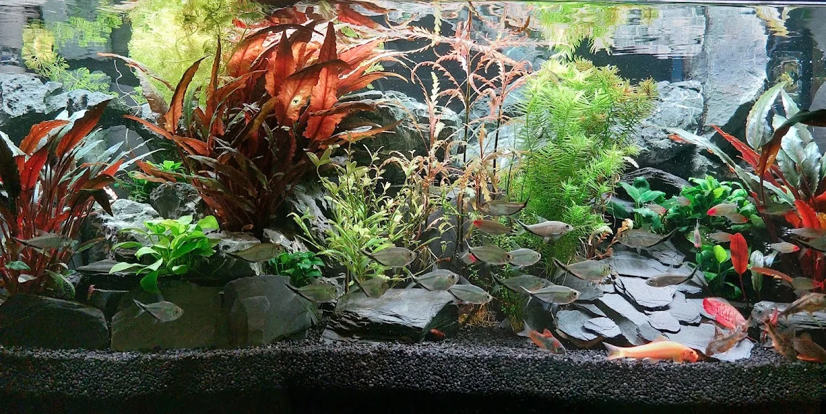 Aquaristik Center Ost GmbH, München – Besucherfoto von Robert Privat in Haar, Bayern