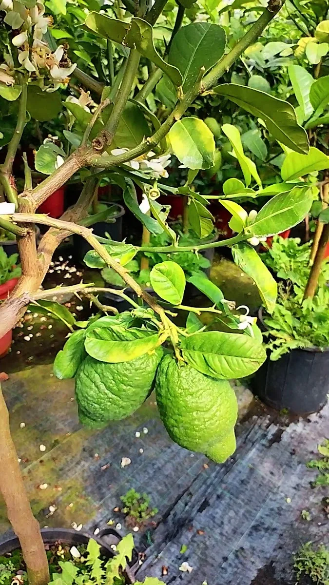 Flora Toskana – Baumschule in Kempten, Bayern