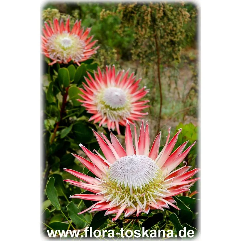 Flora Toskana – Vom Inhaber in Kempten, Bayern
