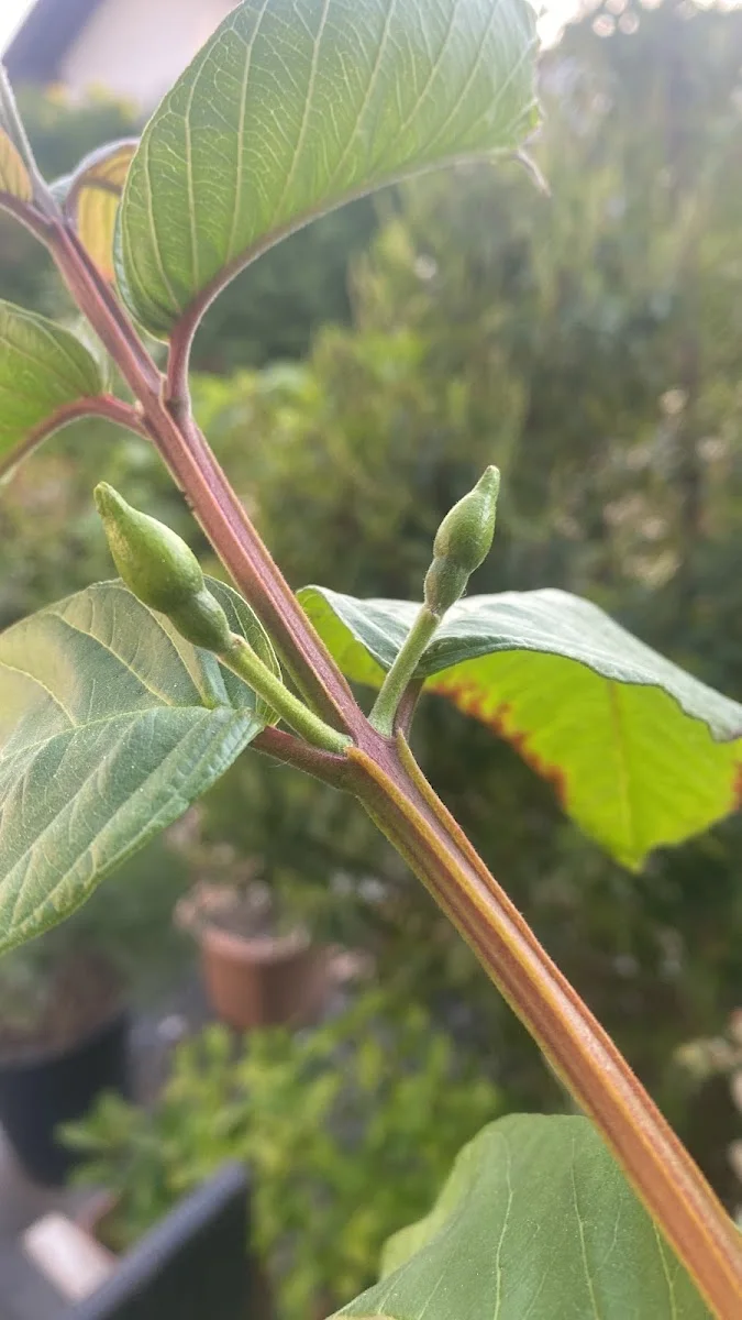 Flora Toskana – Besucherfoto: R S in Kempten, Bayern