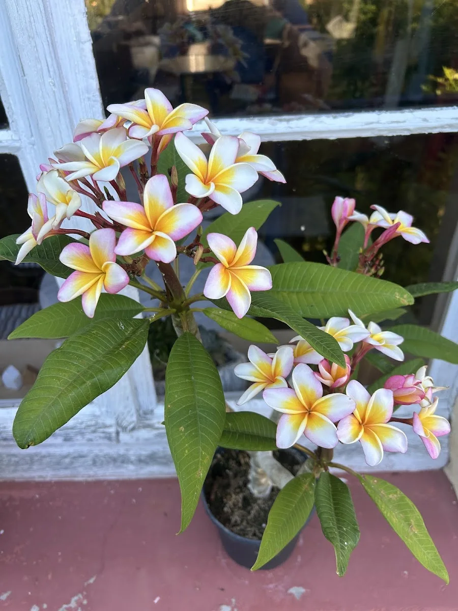 Flora Toskana – Besucherfoto: Petra Seefeld in Kempten, Bayern