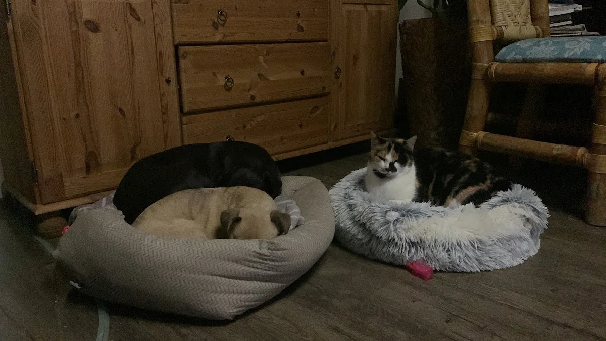 Reico & Partner Vertriebs GmbH – Hauskatze in Oberostendorf, Bayern