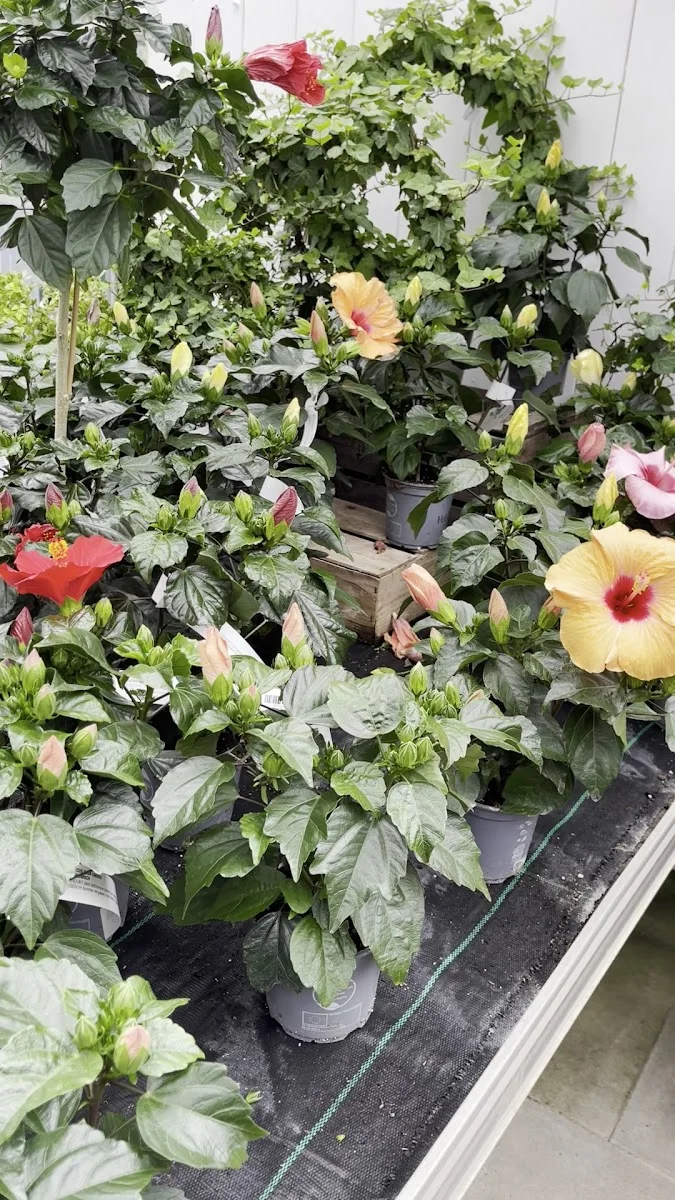 Blumenhof Pein – Gartencenter in Halstenbek, Schleswig-Holstein