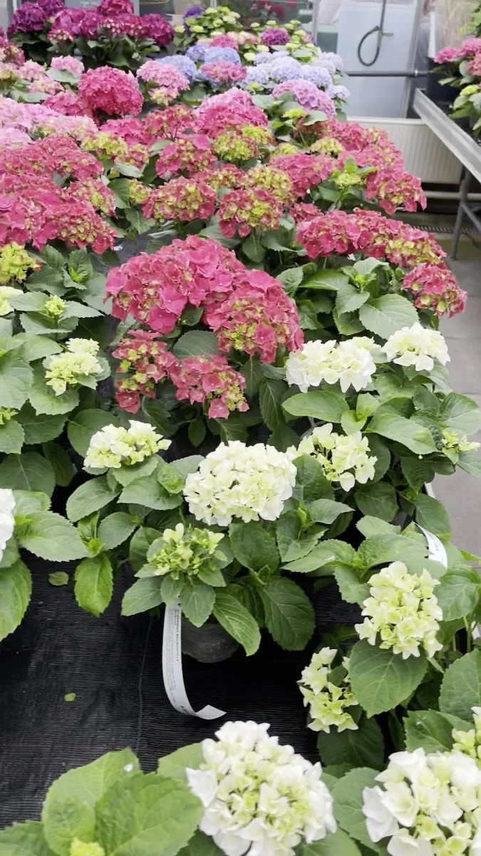 Blumenhof Pein – Garten in Halstenbek, Schleswig-Holstein