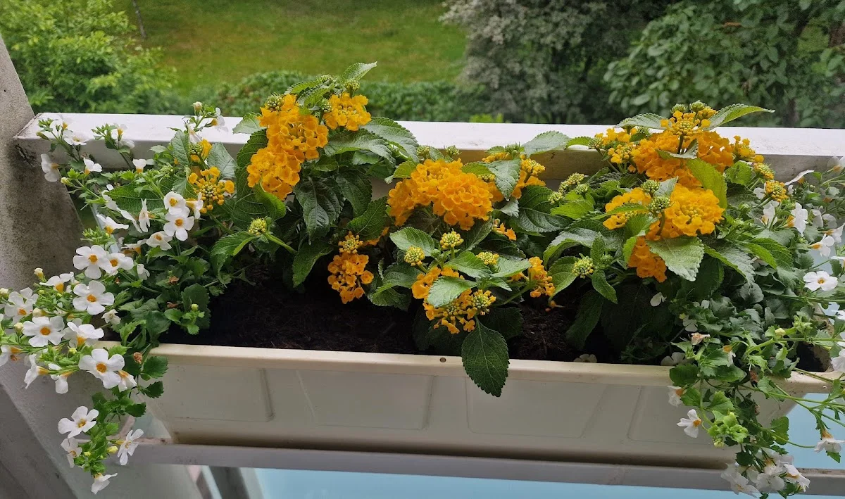 Blumenhof Pein – Besucherfoto von Lilian H. in Halstenbek, Schleswig-Holstein