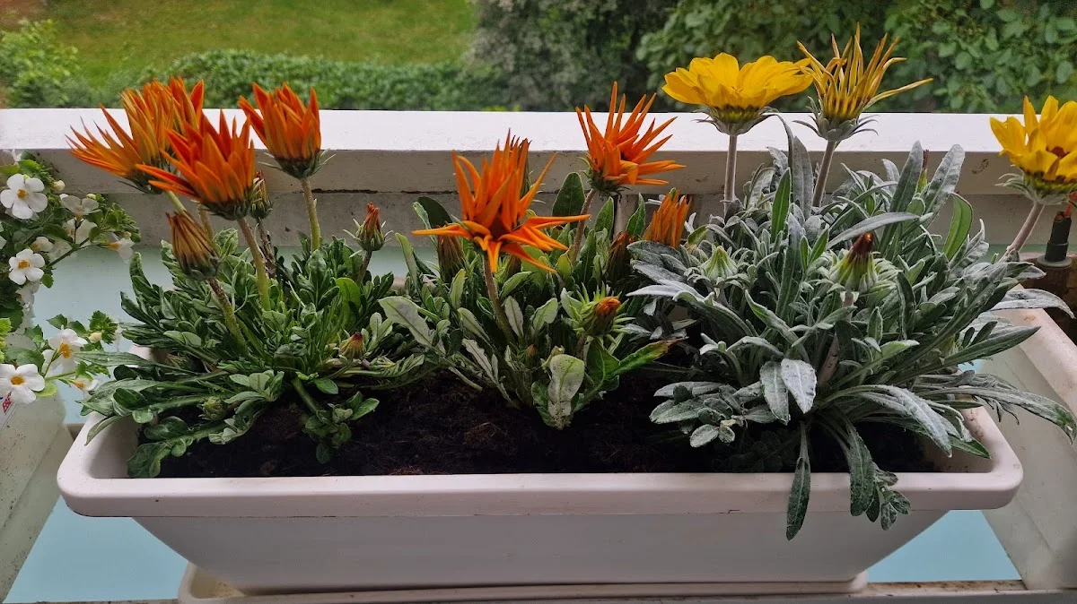 Blumenhof Pein – Besucherfoto von Lilian H. in Halstenbek, Schleswig-Holstein