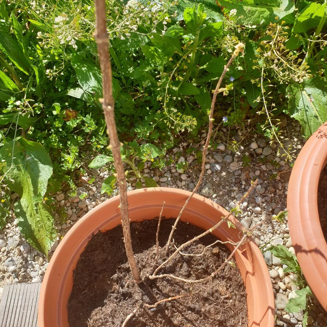 Pflanzenversand Garten Schlüter – Besucherfoto von Christine Scheller in Bokholt-Hanredder, Schleswig-Holstein