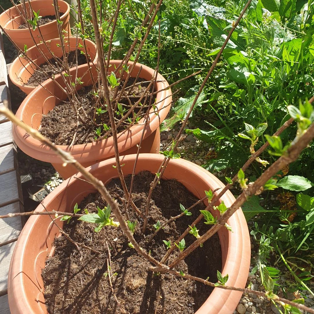 Pflanzenversand Garten Schlüter – Besucherfoto von Christine Scheller in Bokholt-Hanredder, Schleswig-Holstein