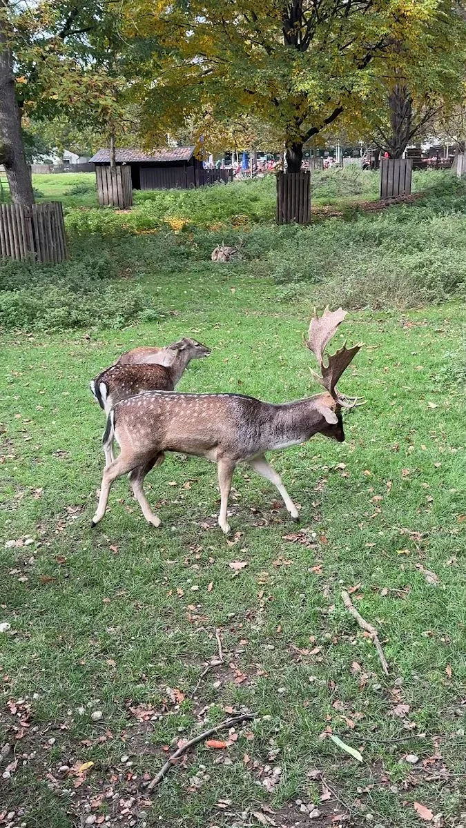 Hirschgarten – Besucherfoto von Jaguraov in München, Bayern