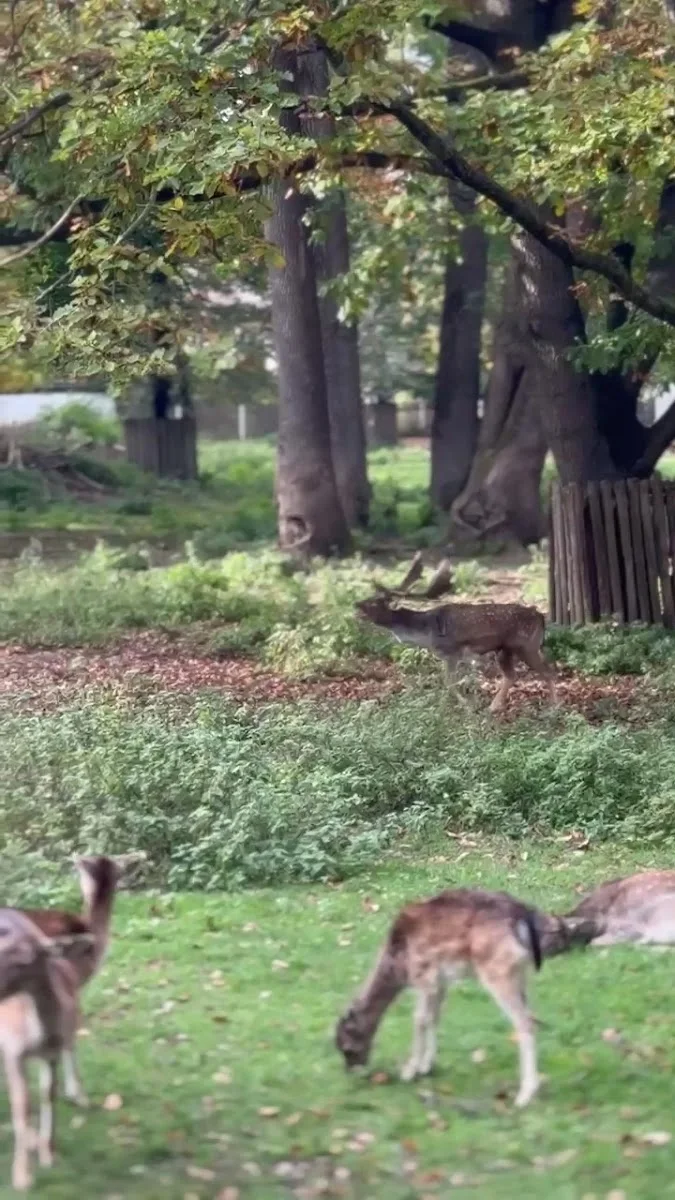 Hirschgarten – Besucherfoto von Jaguraov in München, Bayern
