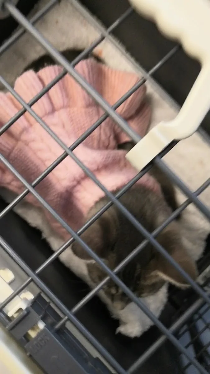 Tierärzte am Nordring – Tierklinik in Nürnberg, Bayern
