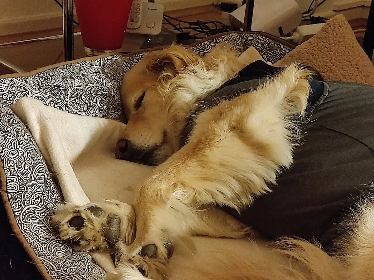 Tierärztliche Klinik Stommeln – Hund in Pulheim, Nordrhein-Westfalen