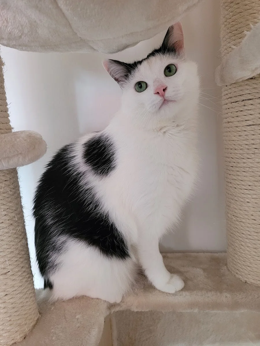 Tierärztliche Klinik Stommeln – Hauskatze in Pulheim, Nordrhein-Westfalen
