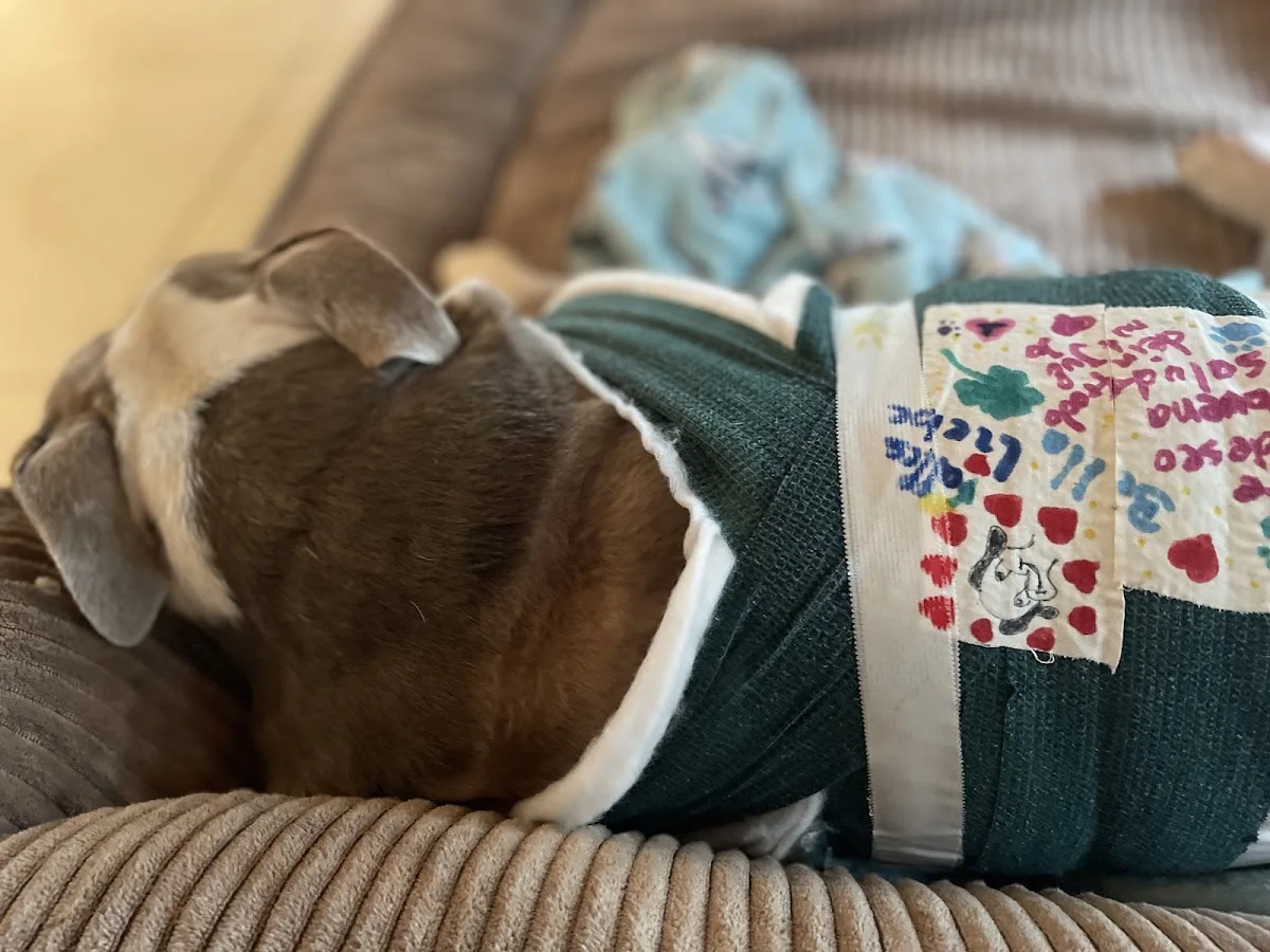 Tierärztliche Klinik Stommeln – Besucherfoto von René Neumann in Pulheim, Nordrhein-Westfalen