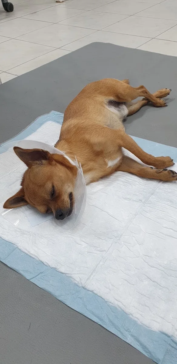 Kleintierpraxis am Mühlenweg Adrian Berger – Hund in Leverkusen, Nordrhein-Westfalen
