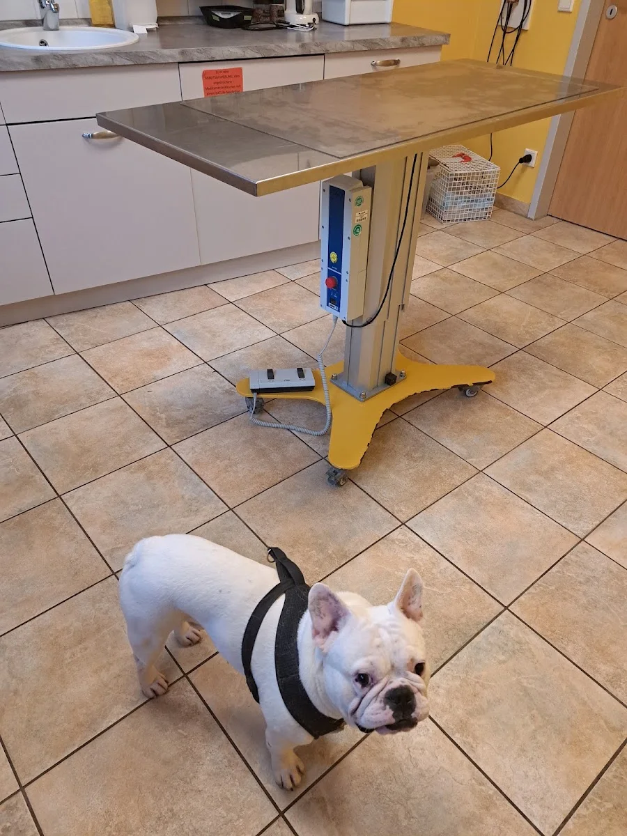 AniCura Recklinghausen - Tierärztliche Klinik für Kleintiere – Haushund in Recklinghausen, Nordrhein-Westfalen
