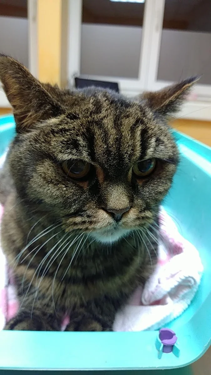AniCura Recklinghausen - Tierärztliche Klinik für Kleintiere – Hauskatze in Recklinghausen, Nordrhein-Westfalen