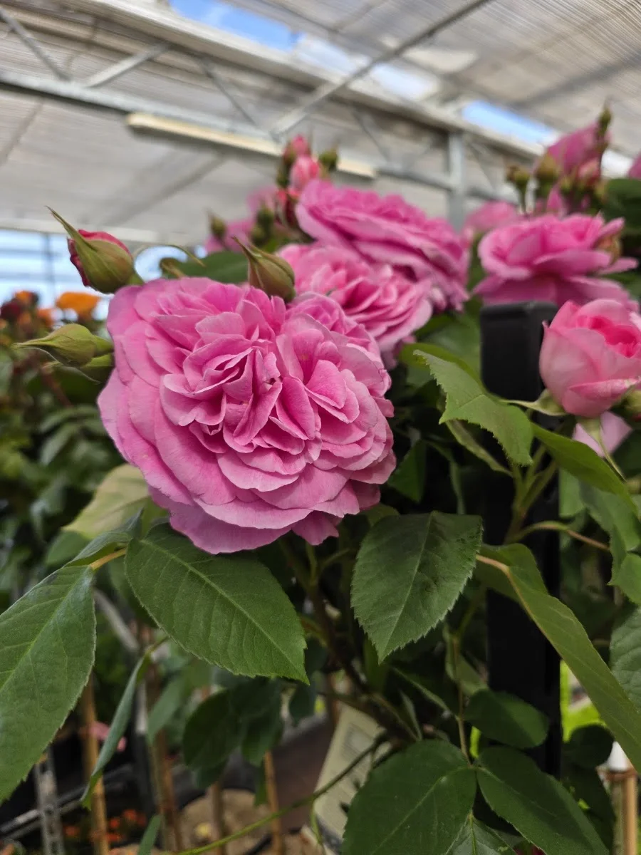 Gartencenter Westenberg – Besucherfoto von Tina Doll in Buxtehude, Niedersachsen
