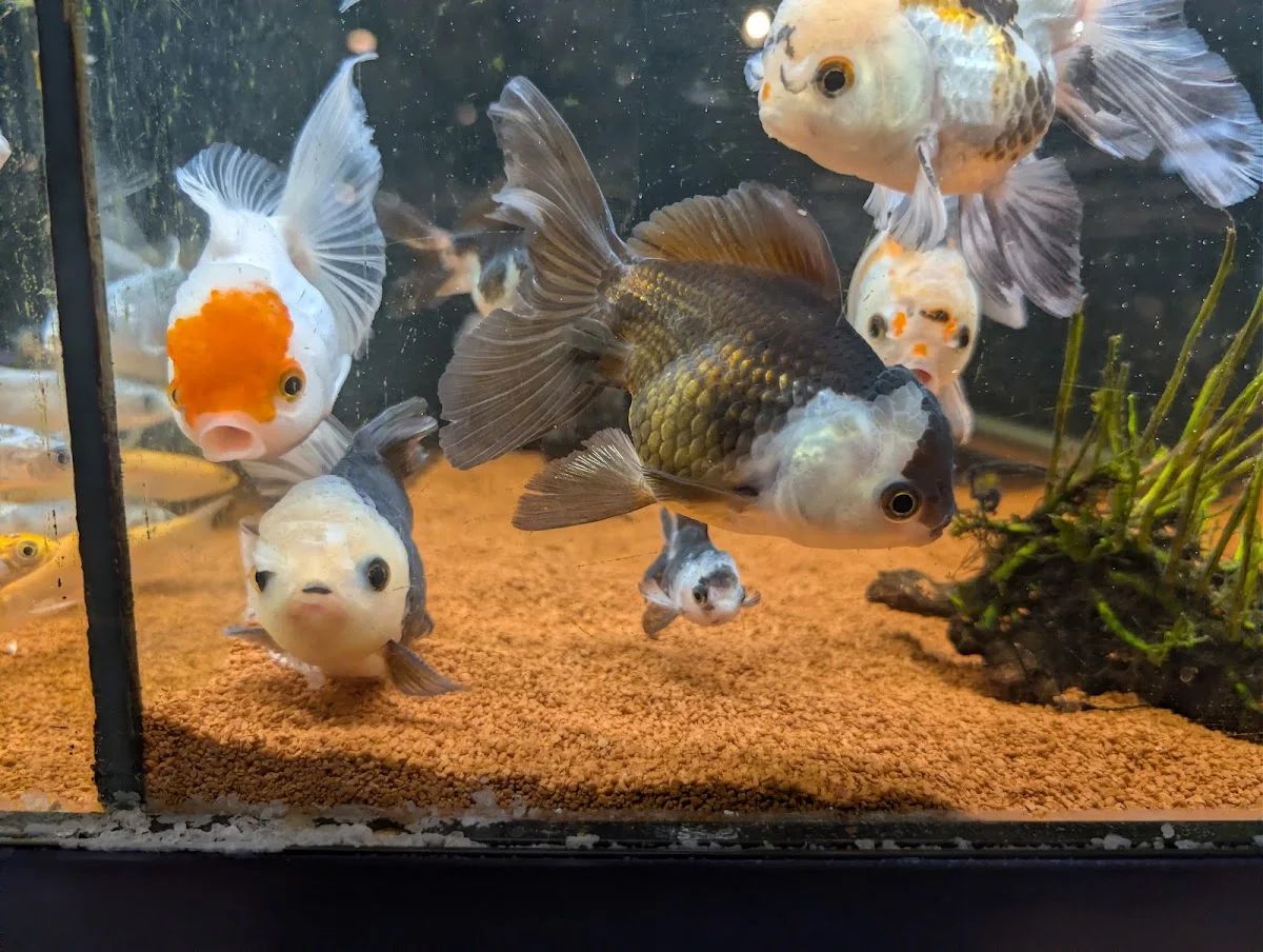 ZOO & Co. ZOOLAND Frechen – Geschenkladen in Frechen, Nordrhein-Westfalen