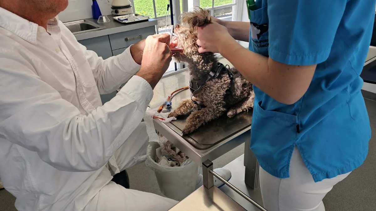Dr. med.vet. Stephan u. Ines Löscher Tierärztliche Praxis Bad Krozingen – Besucherfoto: Michael Ploeger in Bad Krozingen, Baden-Württemberg