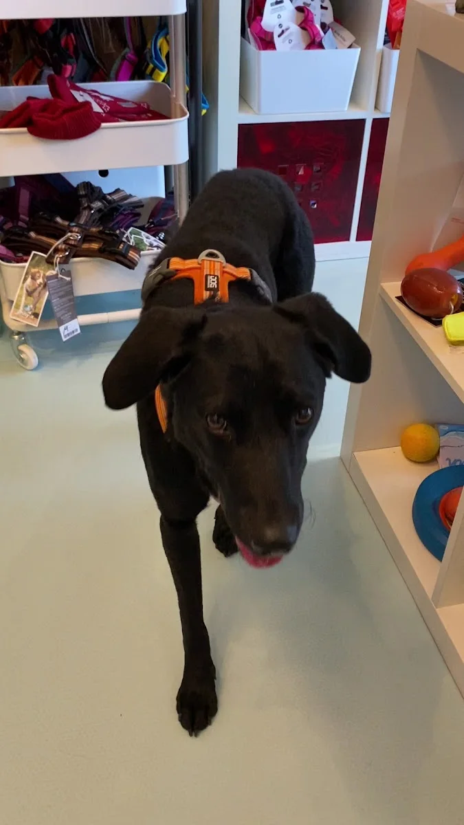 Hundeleben – Hund in Berlin