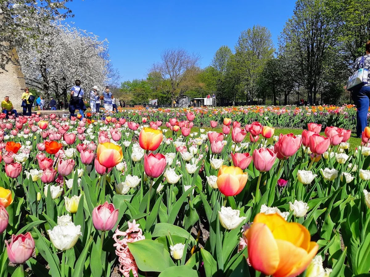 Britzer Garten – Tulipan in Berlin