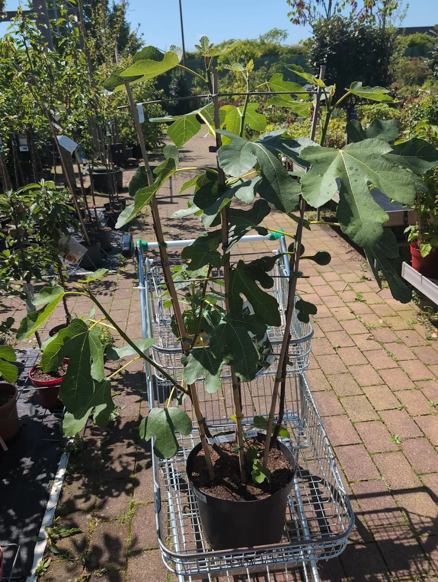 Gartencenter Selbach Leverkusen – Besucherfoto von Victor Siefen in Leverkusen, Nordrhein-Westfalen