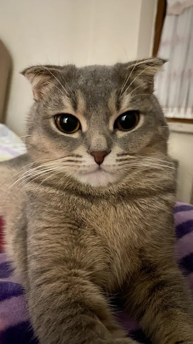 Animalistan Veteriner Polikliniği – Kedi · Yenişehir, Kocaeli