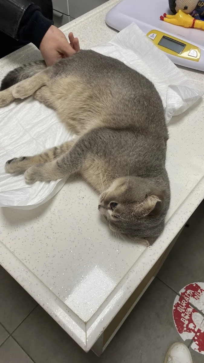 Animalistan Veteriner Polikliniği – Ziyaretçi fotoğrafı: “SDA” Sedat Atmış · Yenişehir, Kocaeli